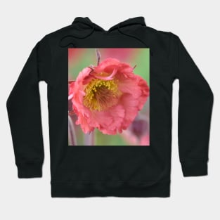 Geum  &#39;Bell Bank&#39;  Avens Hoodie